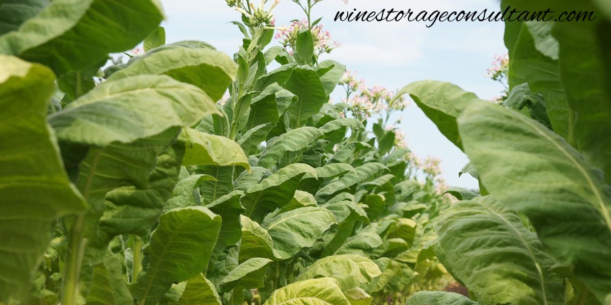 winestorageconsultant.com